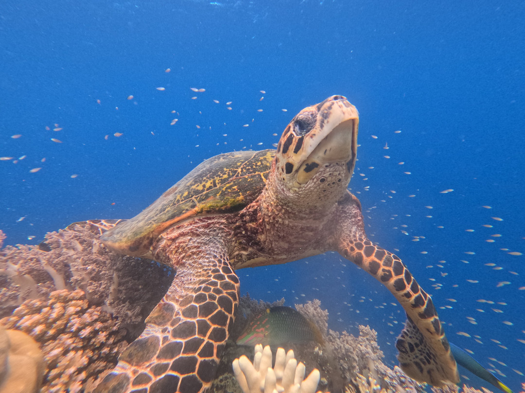 Snorkeling Menjangan-佩母德兰必去景点