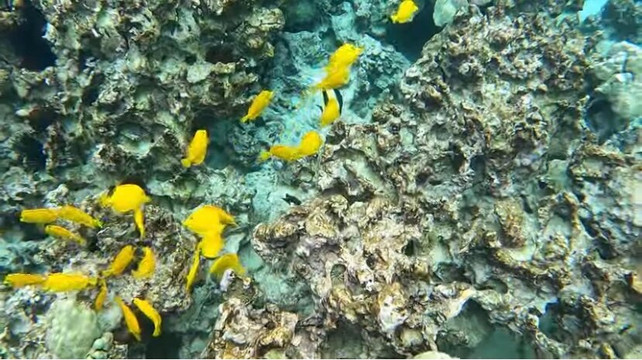 科纳男孩公司-基亚拉凯库亚必去景点