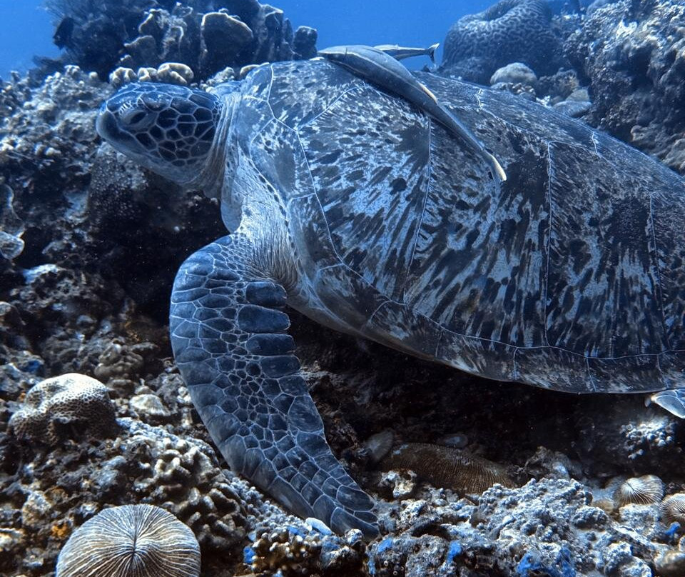 Meno Dive Club-Gili Meno必去景点