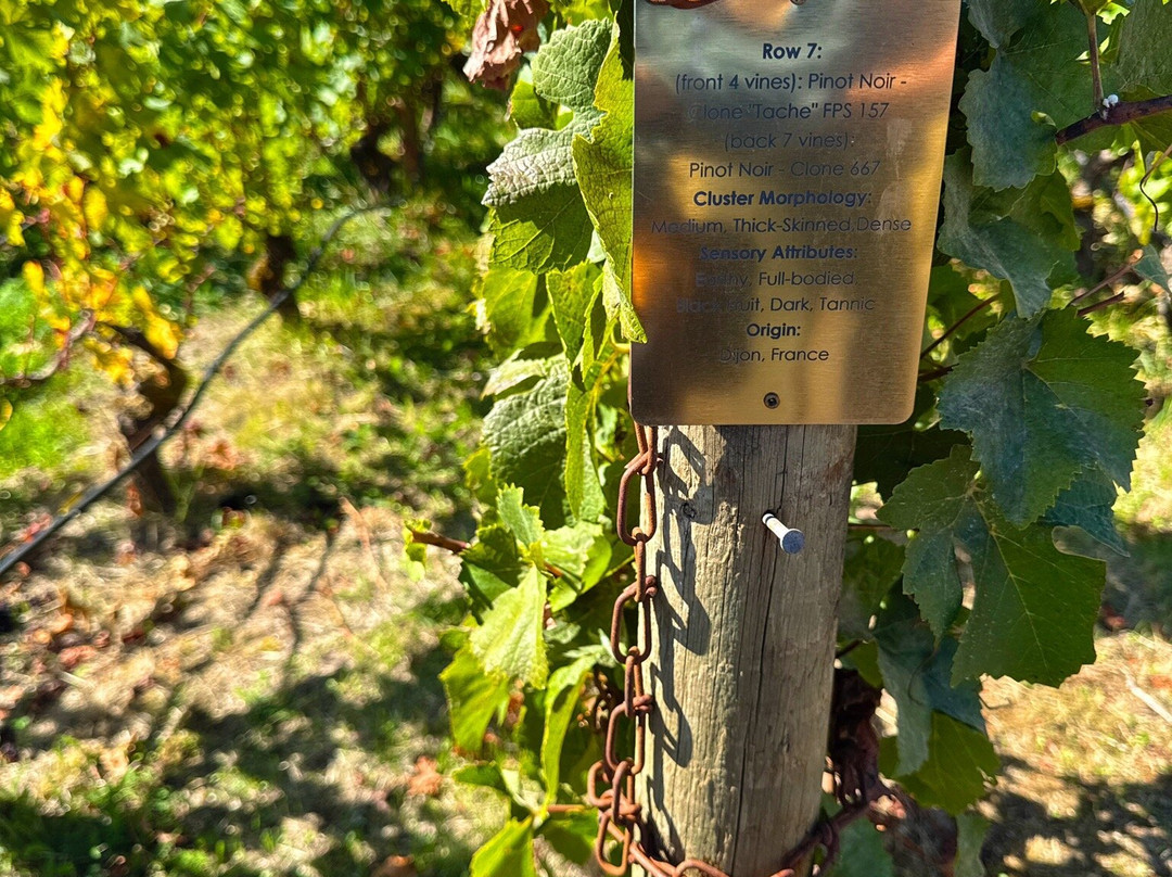 Archery Summit Winery-Dayton必去景点