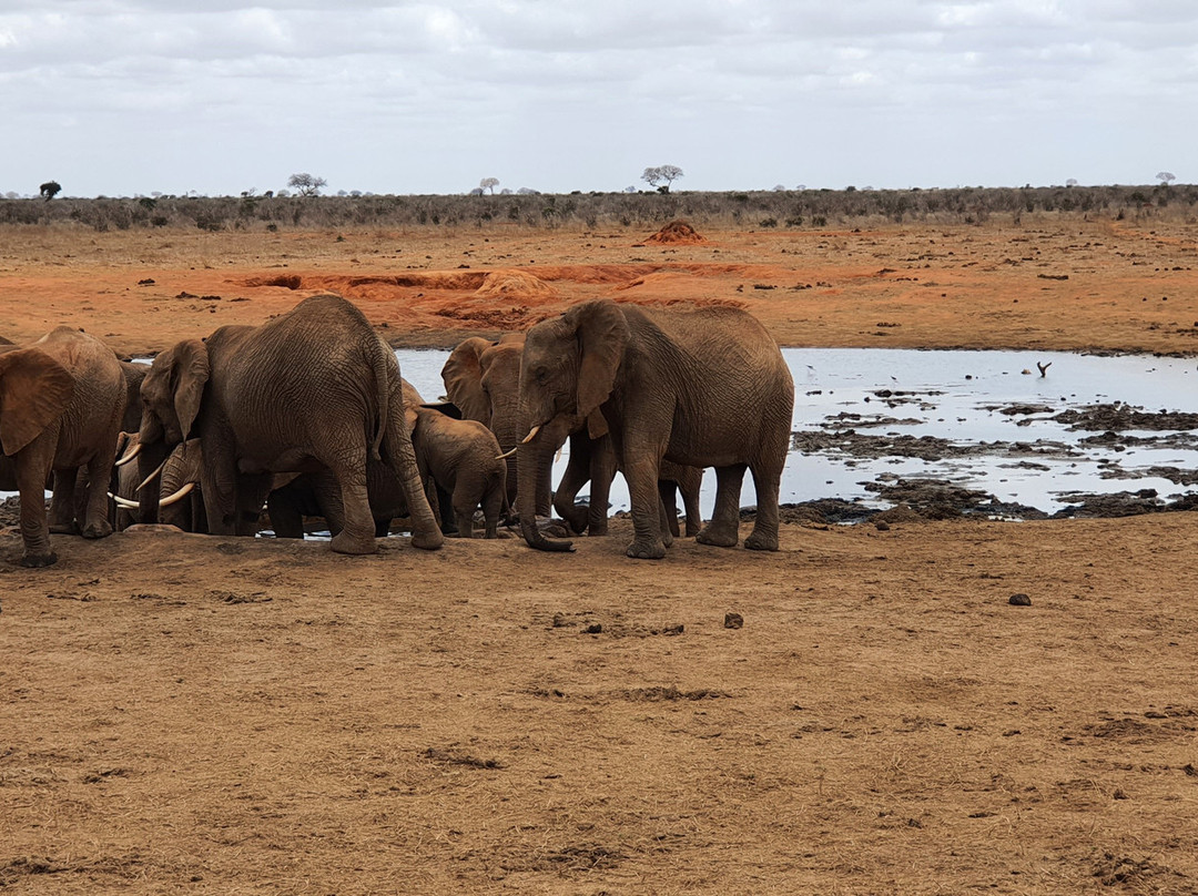 Safari Mit Peter Mutua Muli Aus Kenia-迪亚尼必去景点
