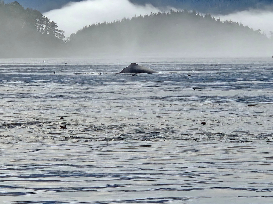 Sea Wolf Adventures-Port McNeill必去景点
