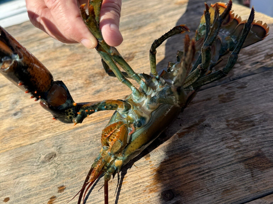 Acadia Lobster Cruise-Southwest Harbor必去景点