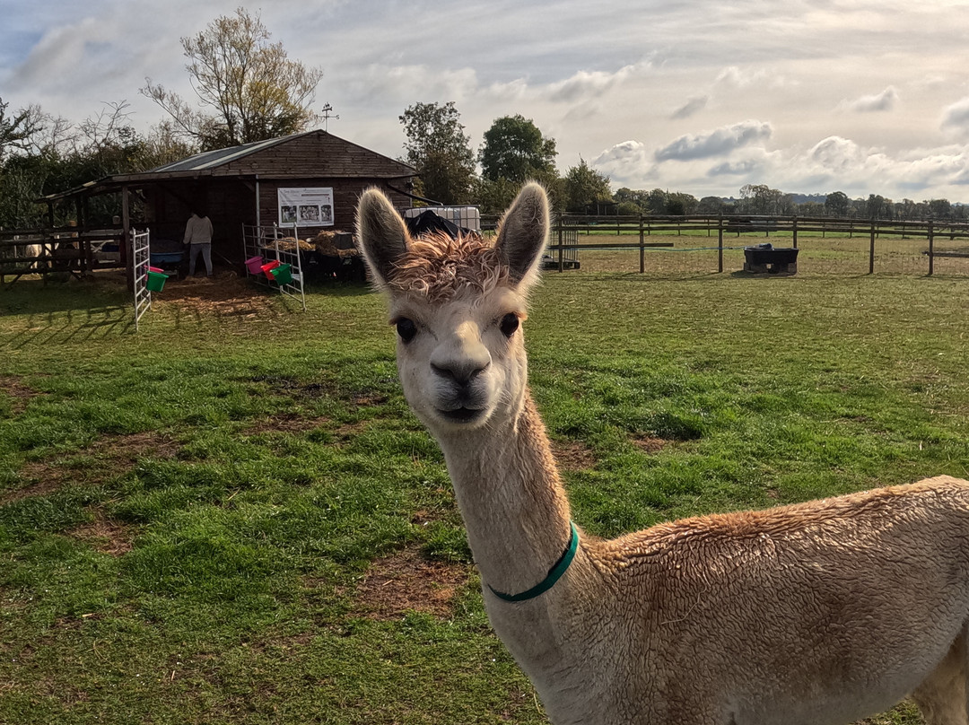 Cary Alpacas-约维尔必去景点