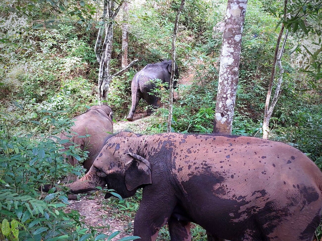 Blue Daily Elephant Care Sanctuary-清迈必去景点
