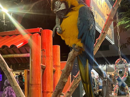 Cheeki Tiki Bar-桑塔尼必去景点