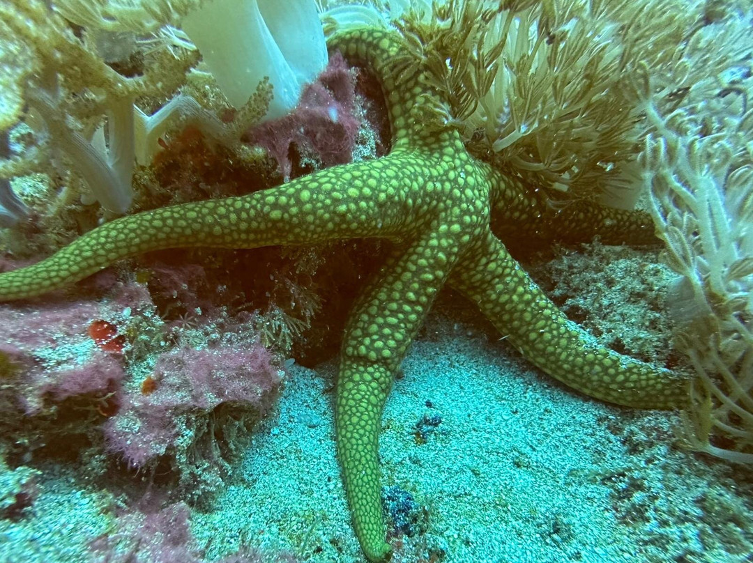 Alpha Dive Team - Bali Chapter-登巴萨必去景点