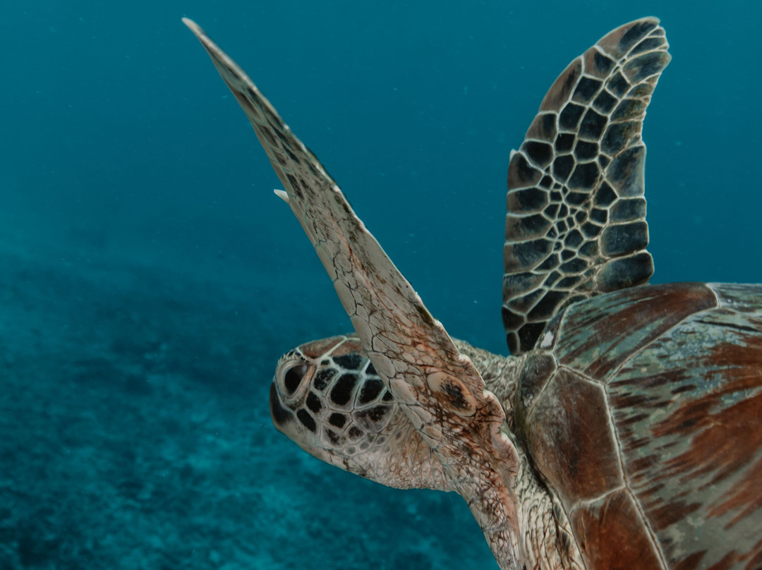 Gili Divers-吉利特拉万安必去景点