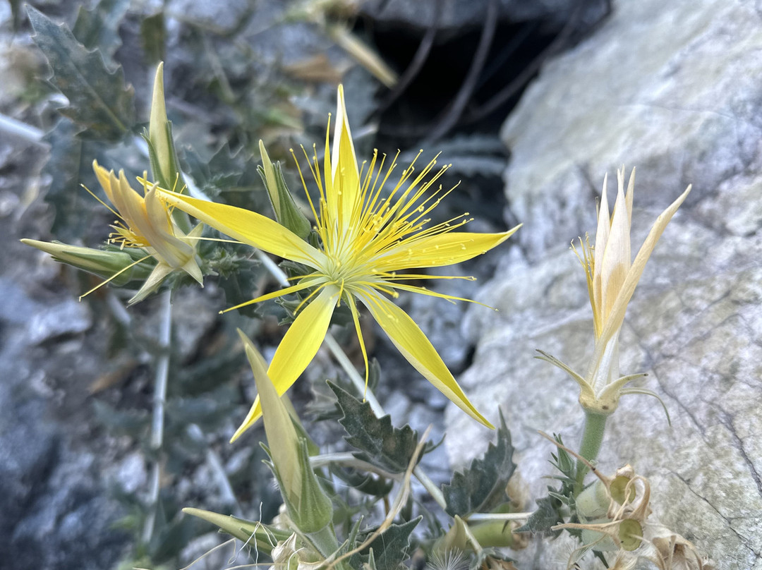 Bungee America-Azusa必去景点