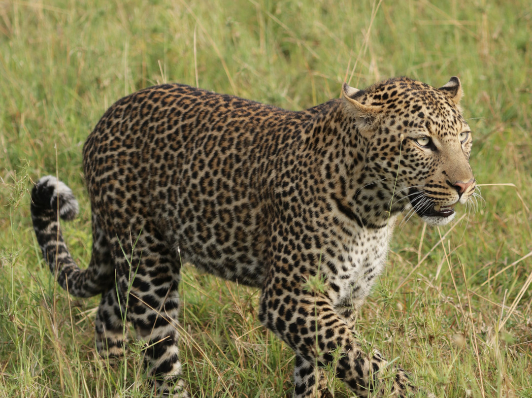 Wildtrek Tanzania Safaris-阿鲁沙必去景点