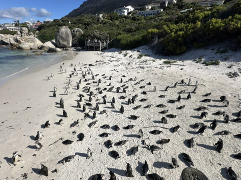 Cape Town In A Nutshell-开普敦中心区必去景点
