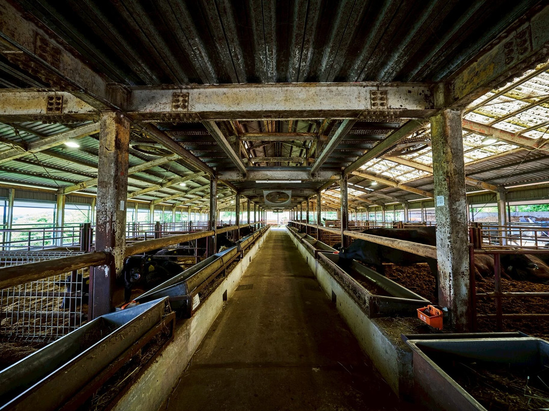 和牛 すき焼き 京都五天五 道頓堀