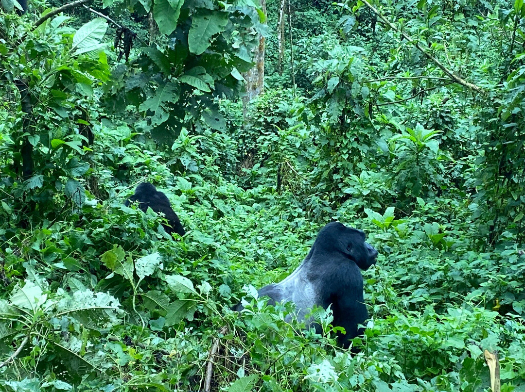 Mission Africa Safaris-Ruhengeri必去景点