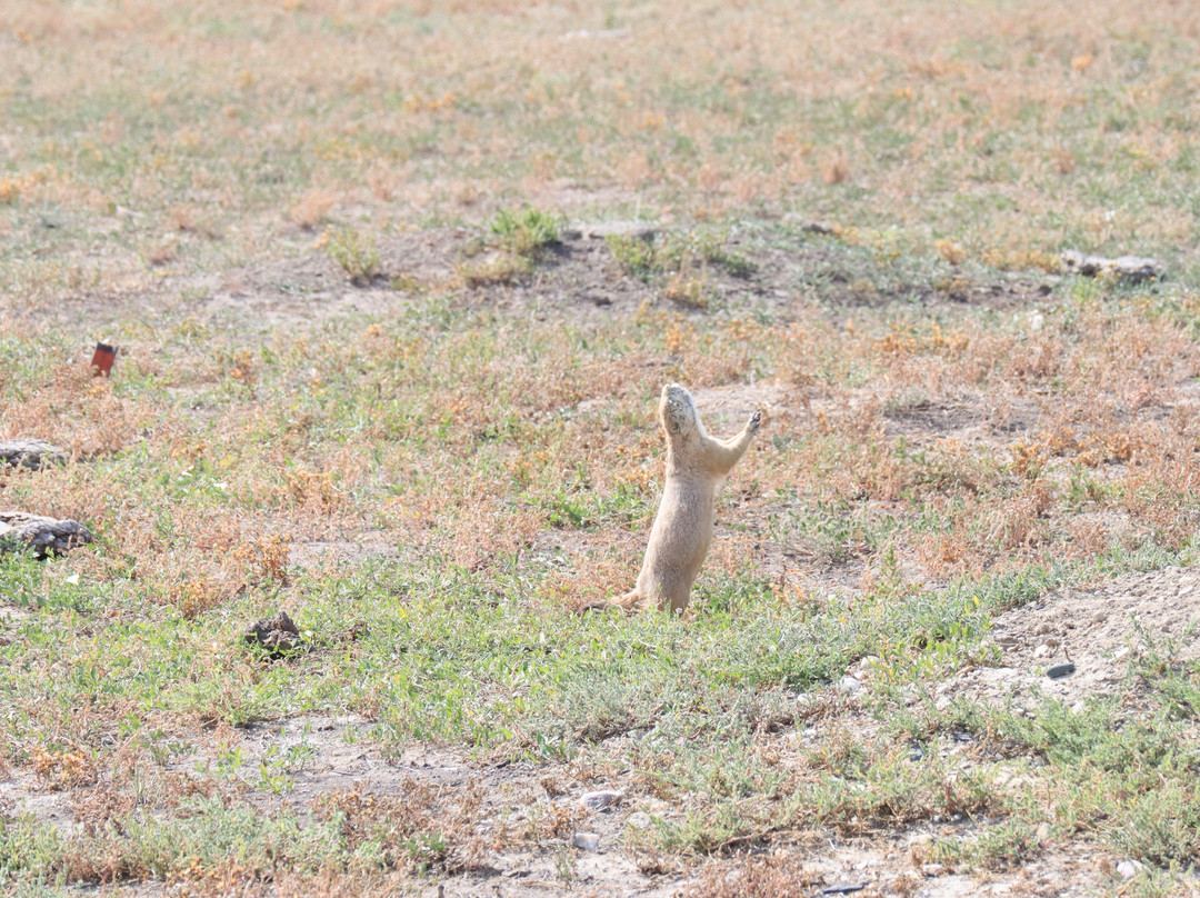 Roberts Prairie Dog Town-恶地国家公园必去景点