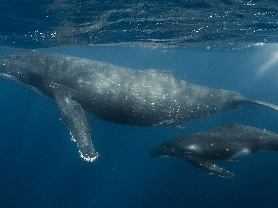 Whale Discoveries-Ha'apai Islands必去景点