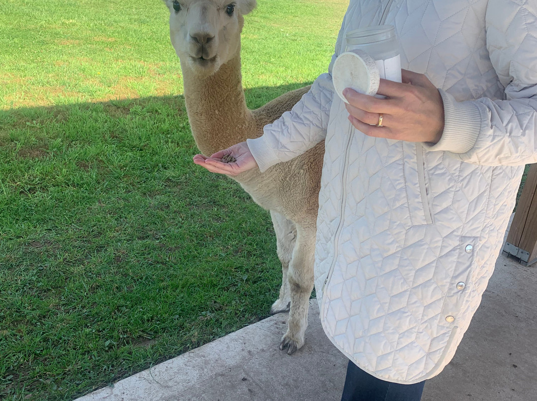 Udderly Ridiculous Farm Life-Blandford-Blenheim必去景点