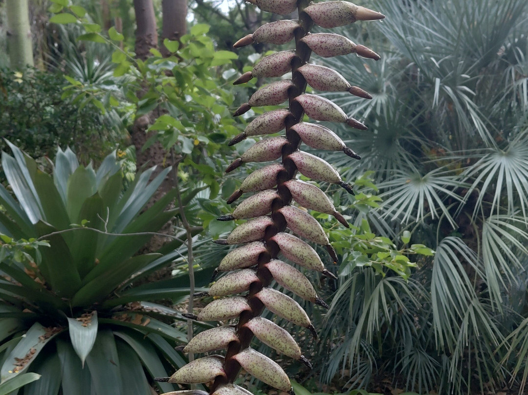 Botanischer Garten-德拉克鲁兹索尔港必去景点