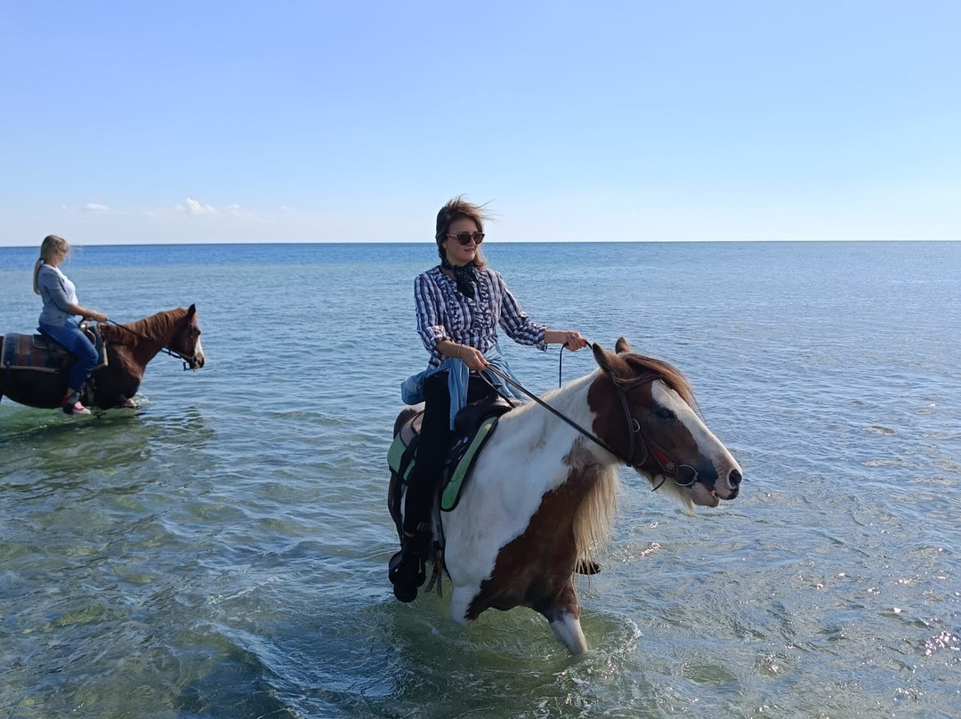 Family Horses 373-5361953-Marina di Ginosa必去景点
