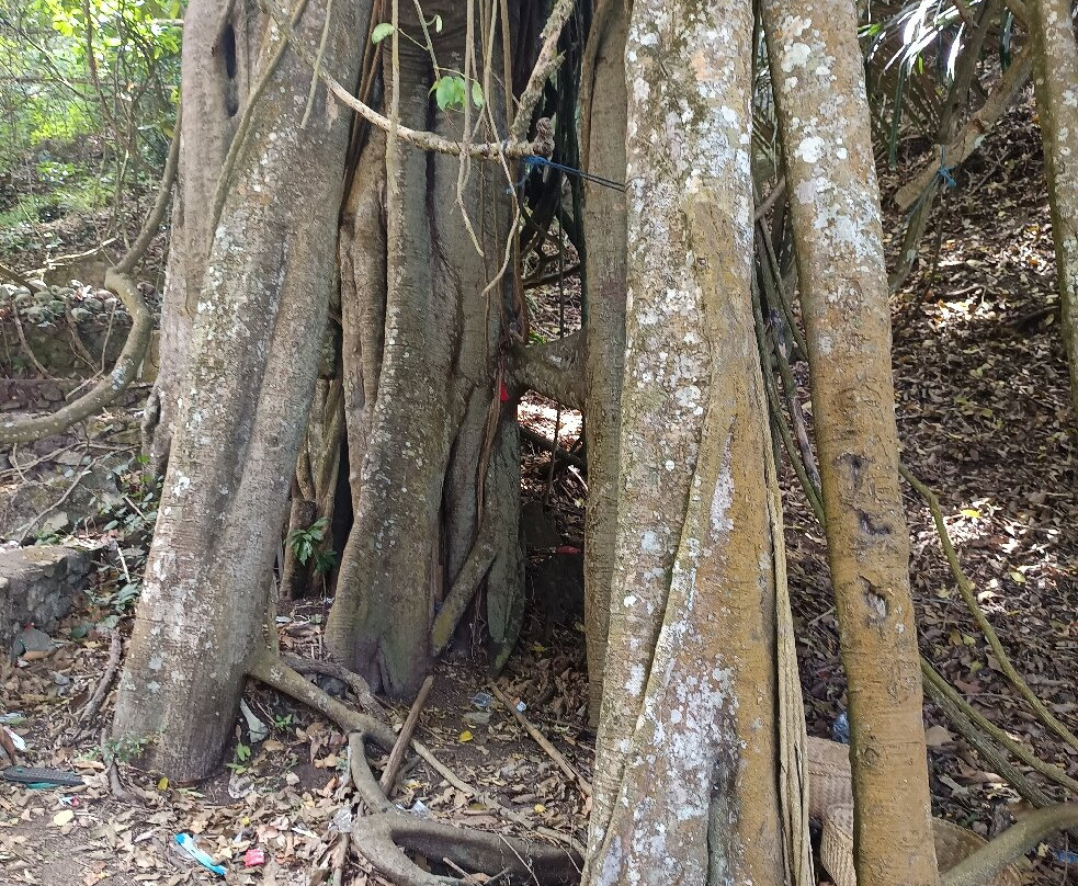 Trunyan Cemetery-金塔马尼必去景点
