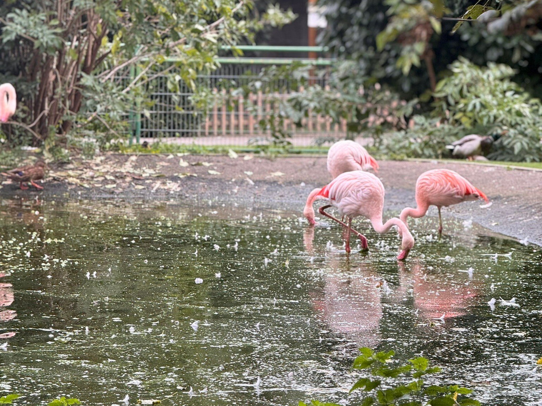Vogelpark Bobenheim-Roxheim-Bobenheim-Roxheim必去景点