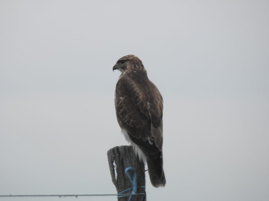 Wings of Hungary - birding and nature tours-凯奇凯梅特必去景点