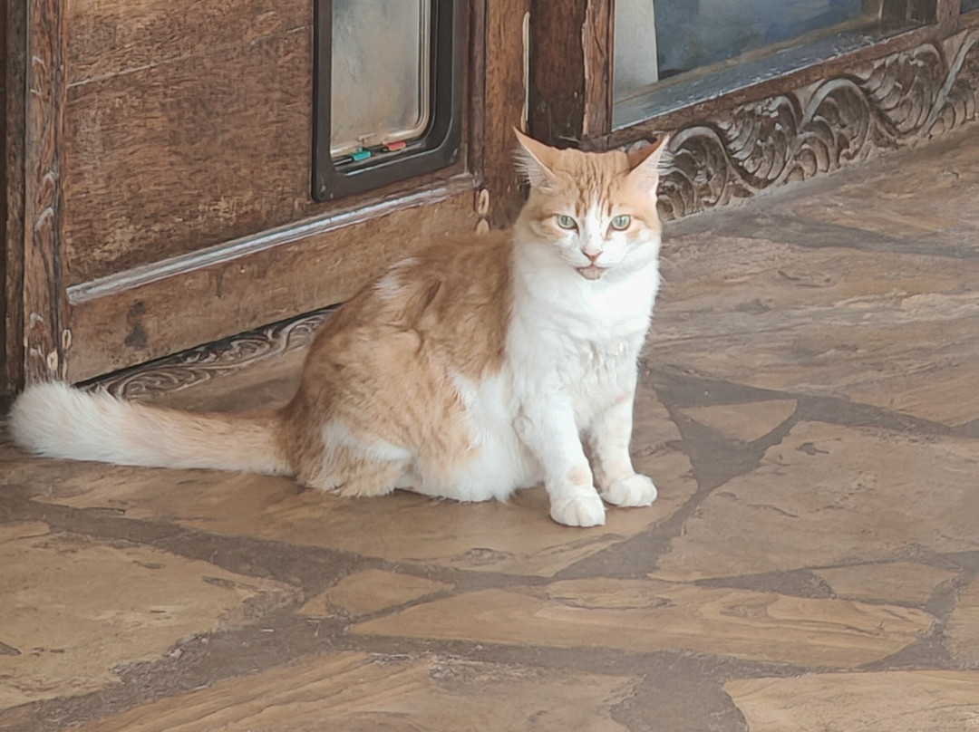 Zanzibar House主图