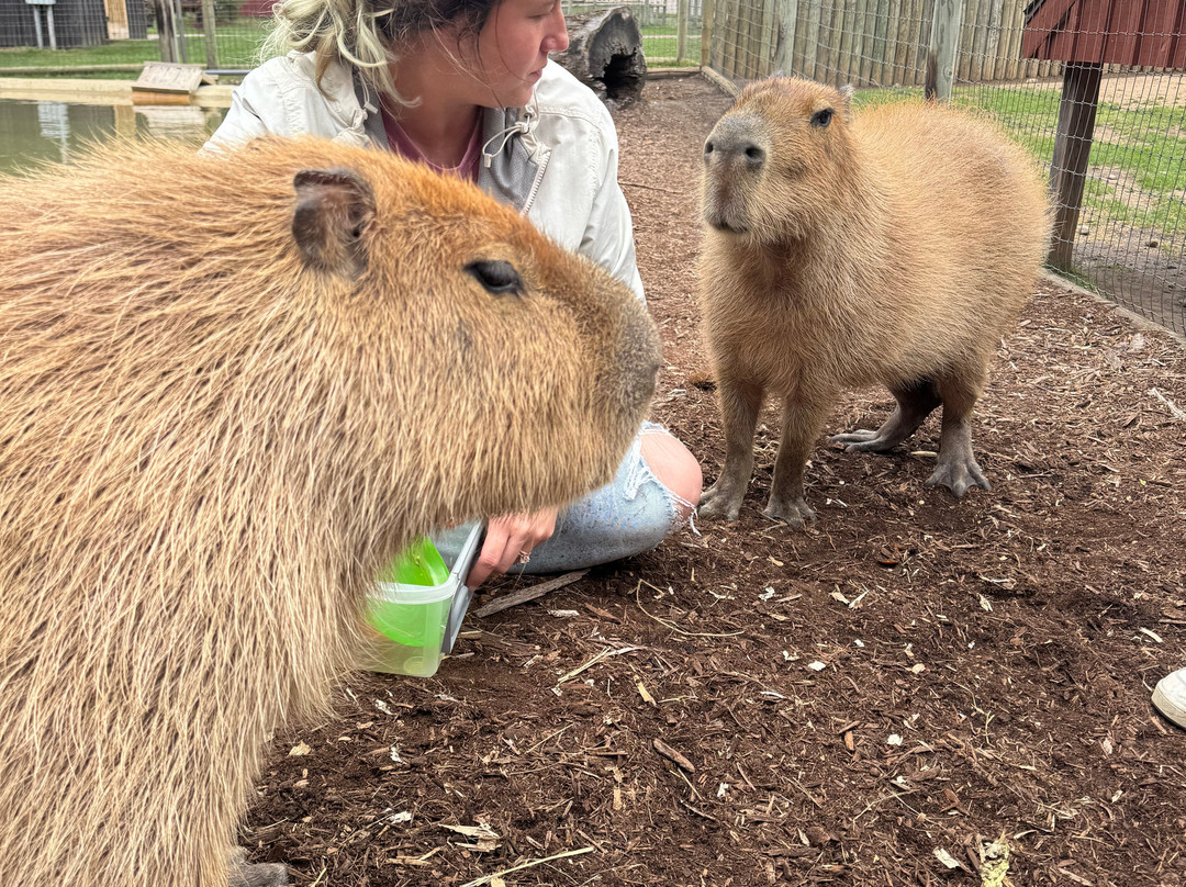 Lewis Adventure Farm & Zoo-New Era必去景点