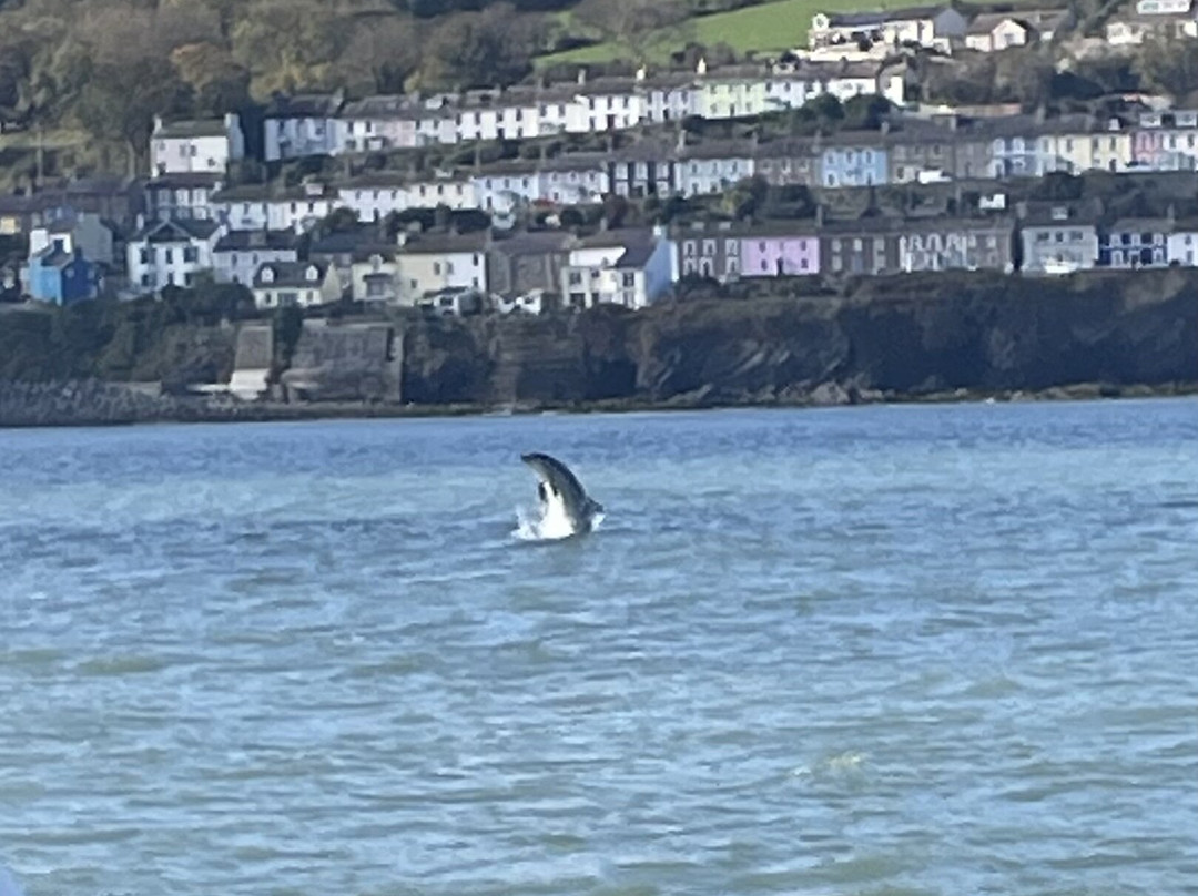 SeaMor Dolphin Watching Boat Trip-纽基必去景点