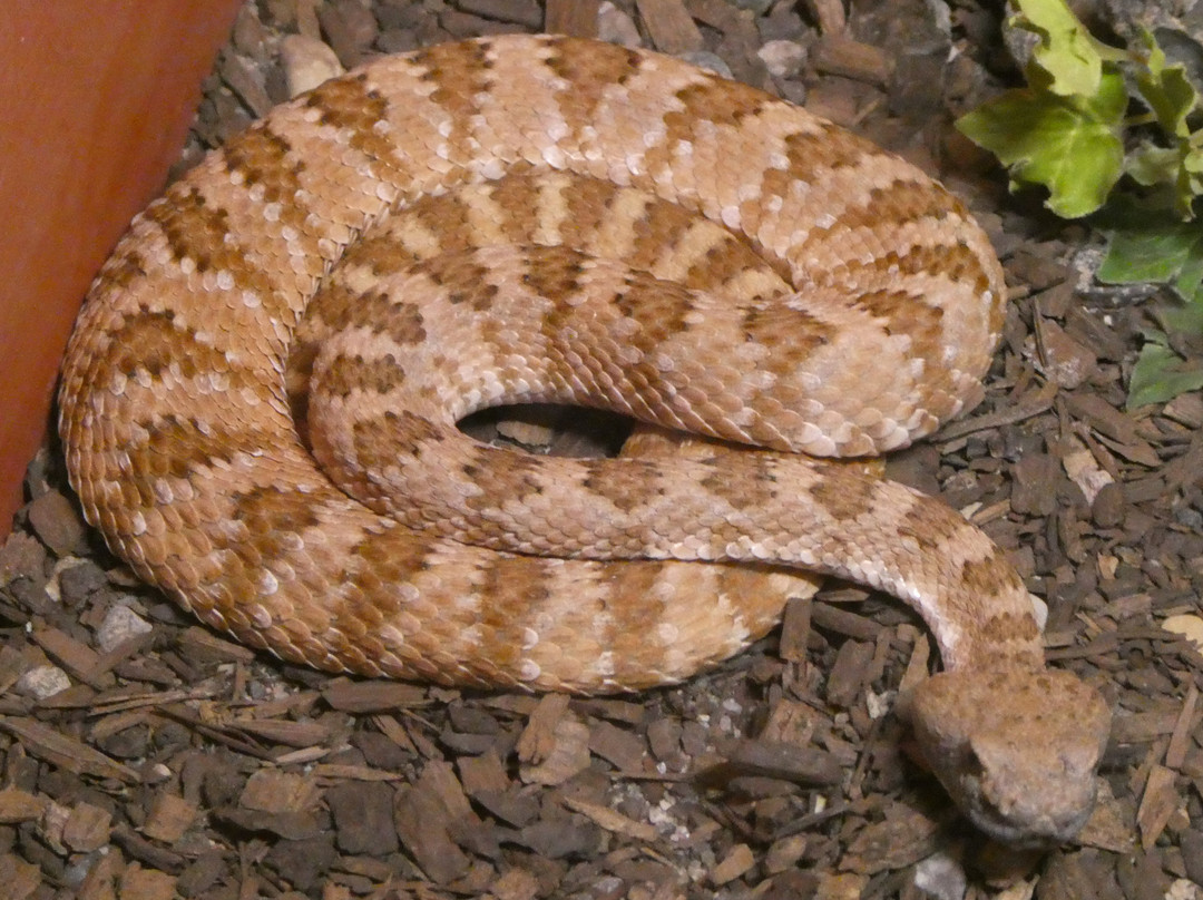 American International Rattlesnake Museum-阿尔伯克基必去景点