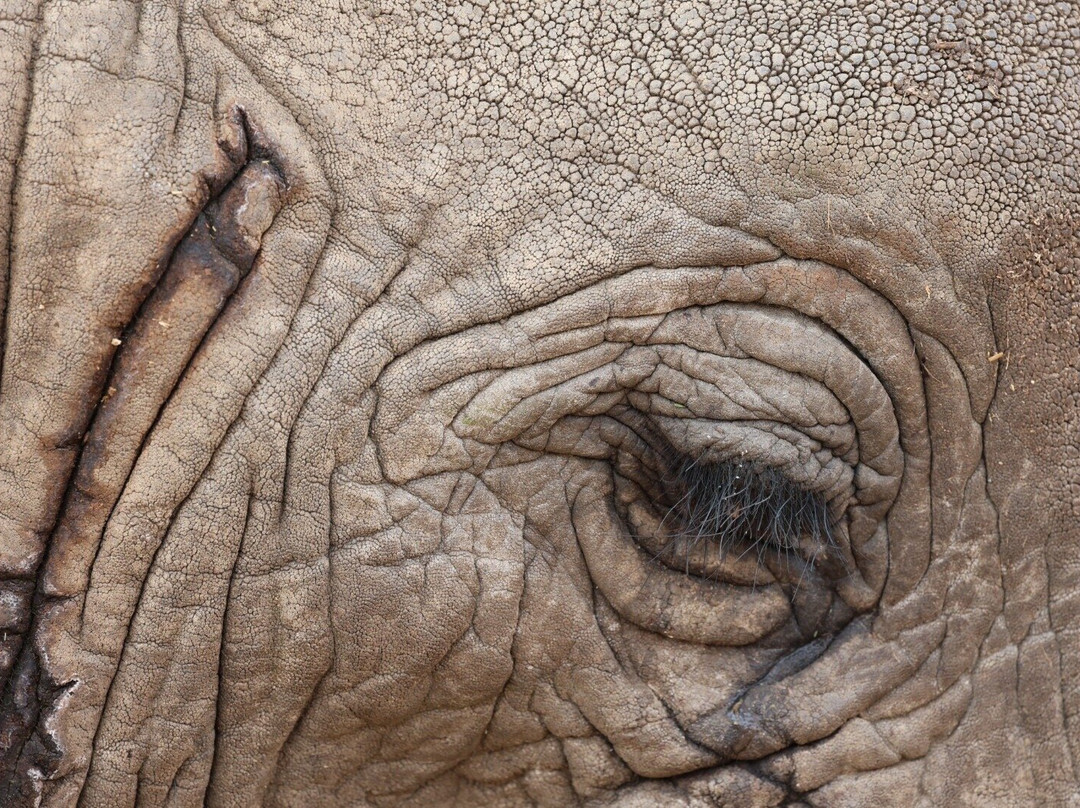 Roy Safaris-阿鲁沙必去景点