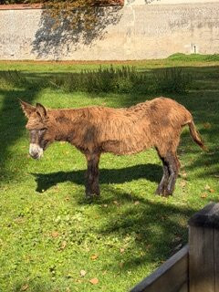 Riverloire - Loire Valley Day Tours-昂布瓦斯必去景点