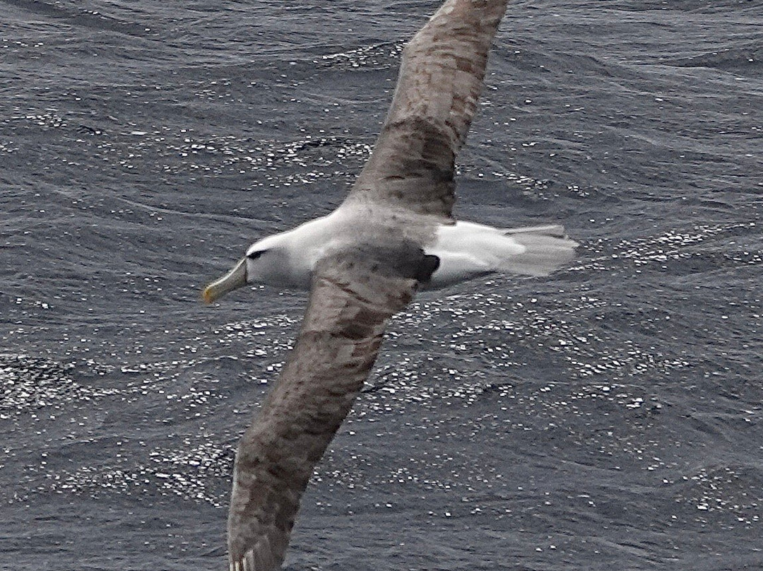 Wild Ocean Tasmania-伊格尔霍克内克必去景点