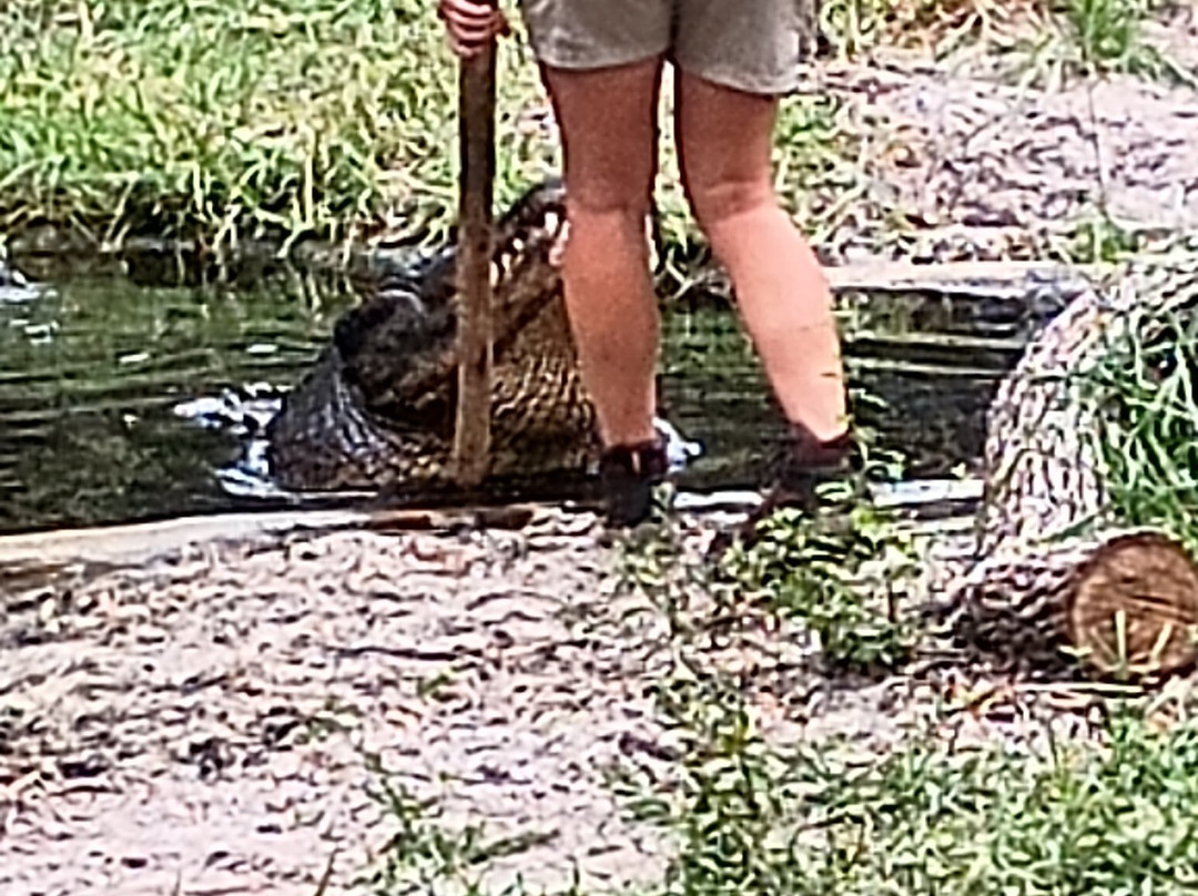 St. Augustine Alligator Farm Zoological Park-圣奥古斯丁必去景点