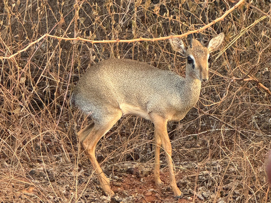 Biggym-瓦塔木必去景点