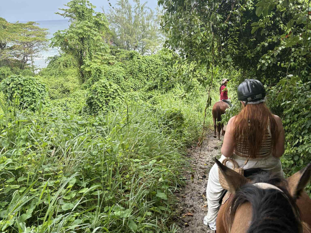Ocean Echo Stables-Saint John Parish必去景点