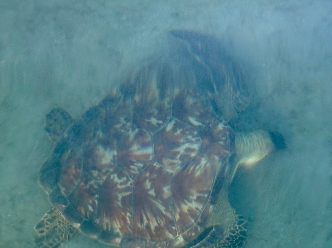 Alpha Plongée Martinique-Les Anses d'Arlet必去景点