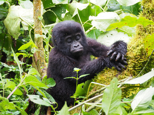 Rwanda Eco Tours