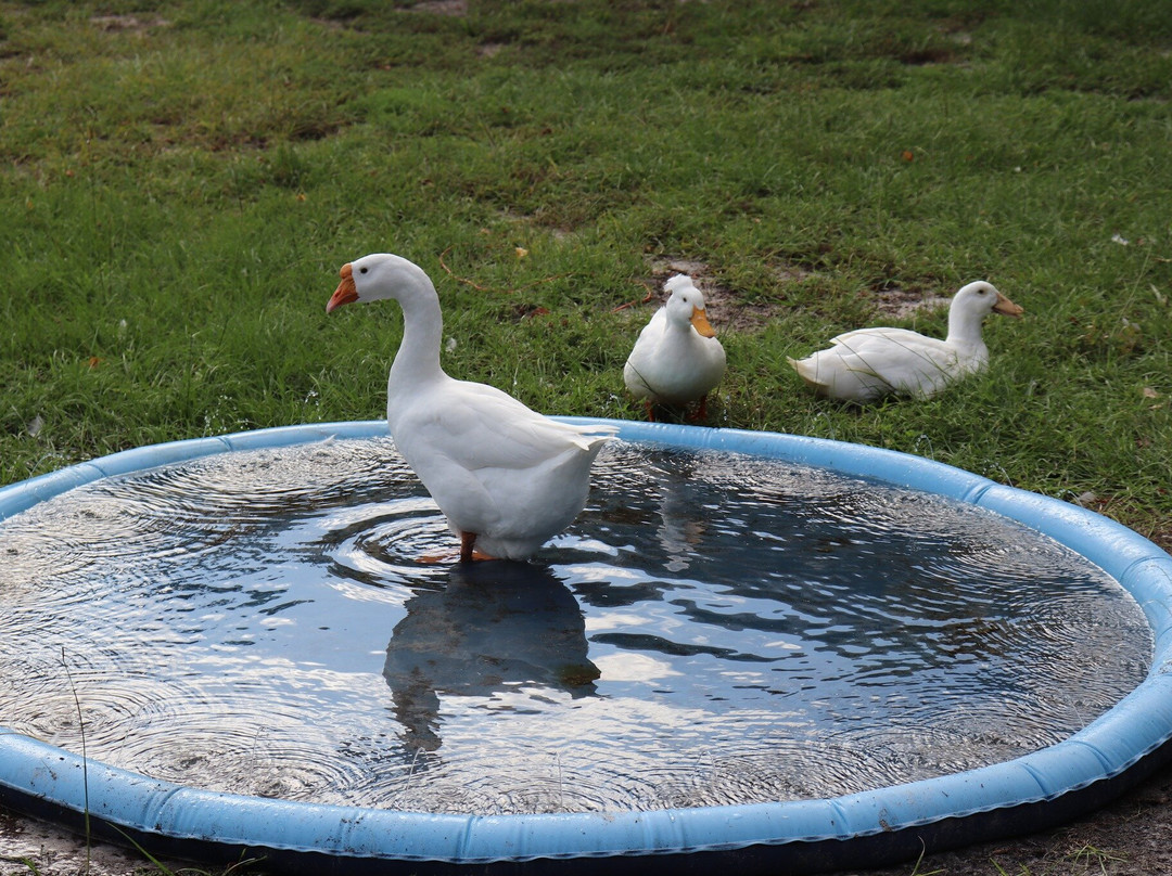 Ziggy's Haven Bird Sanctuary-因弗内斯必去景点