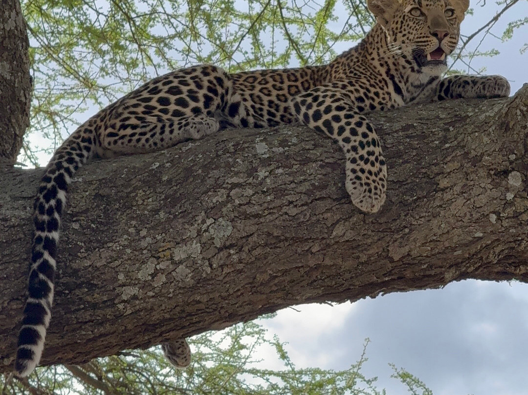 East African Safari And Touring Company-阿鲁沙必去景点