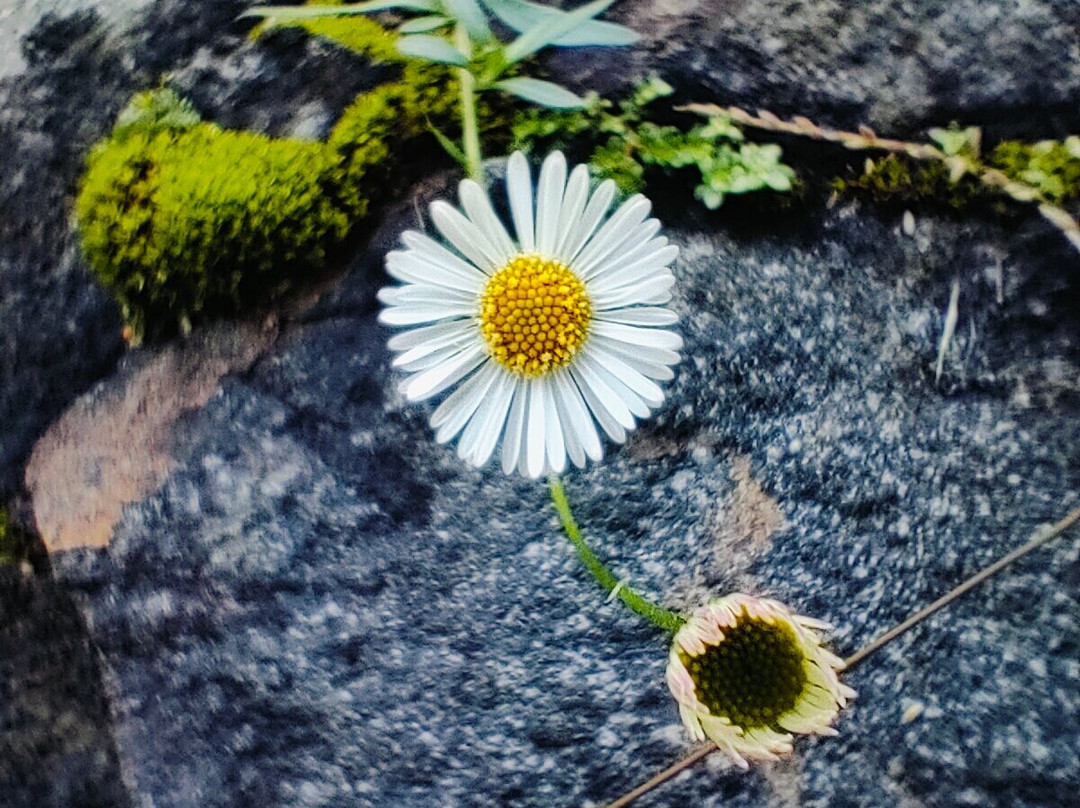 Mango Hill Yercaud主图