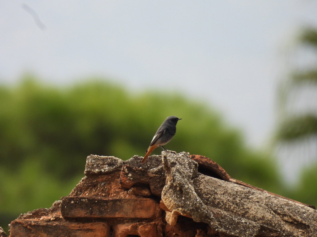 Greece Bird Tours-Marathon必去景点