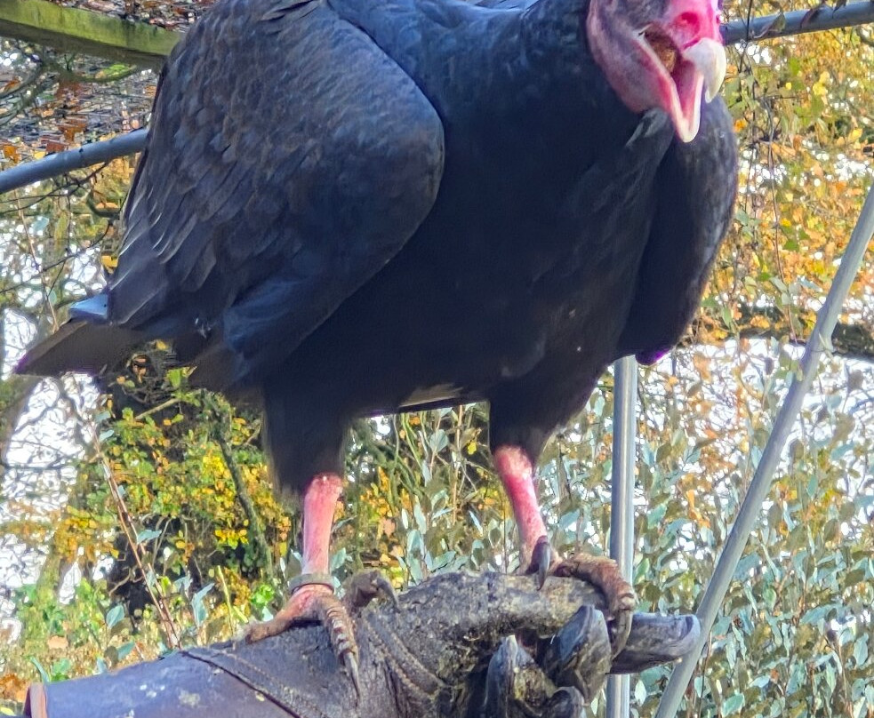Cotswold Falconry Centre-莫顿因马什必去景点
