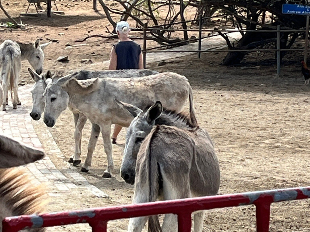 Donkey Sanctuary Aruba-Santa Cruz必去景点