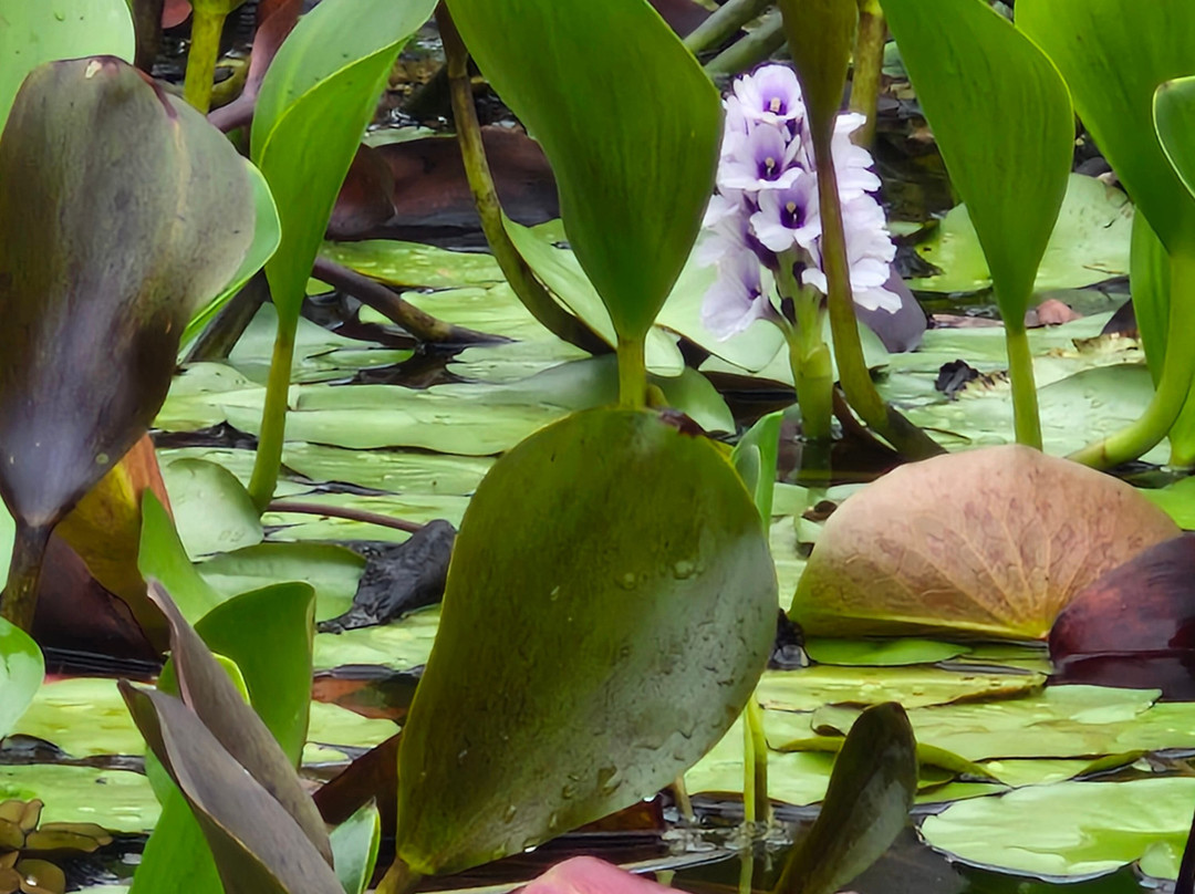Fazenda Marimbus-迪亚曼蒂那国家公园必去景点