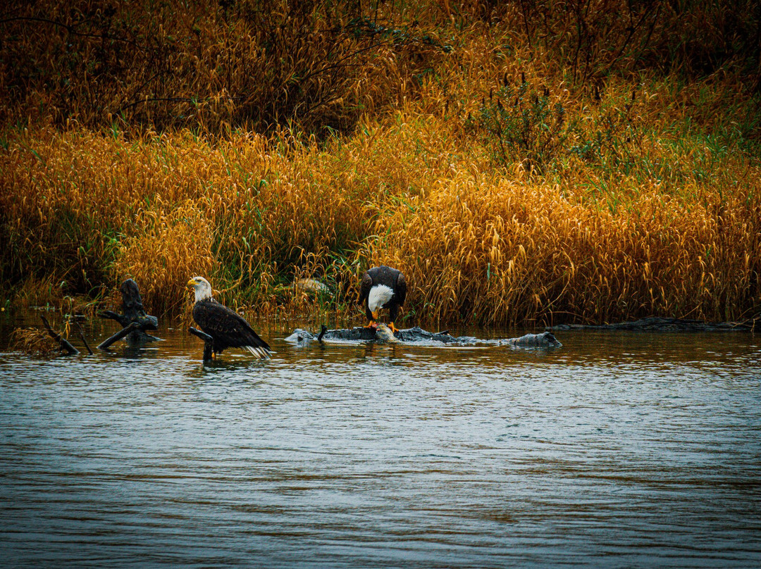 Shoreline Tours-哈里逊温泉必去景点
