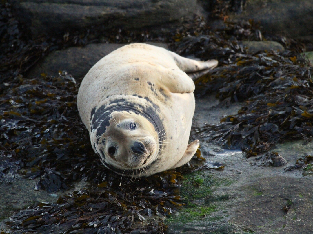 St. Mary's Lighthouse-惠特利湾必去景点