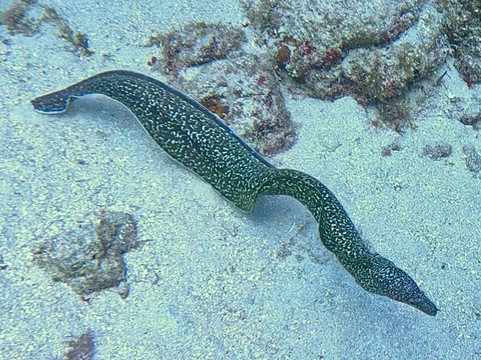 ScubaLibre Varadero-巴拉德罗必去景点