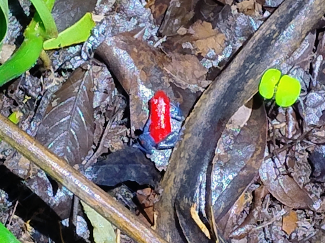 Bijagua Rainforest - Tours-Bijagua de Upala必去景点