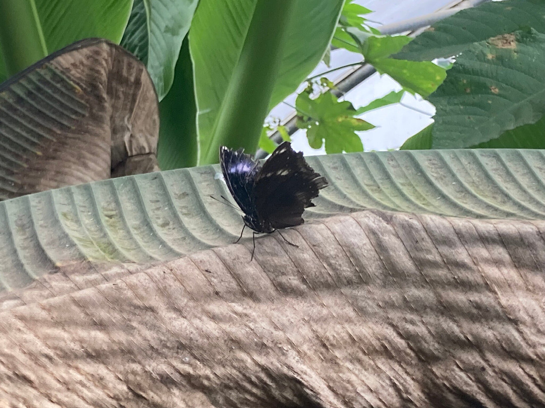 Jimmy's Farm & Wildlife Park-伊普斯威奇必去景点