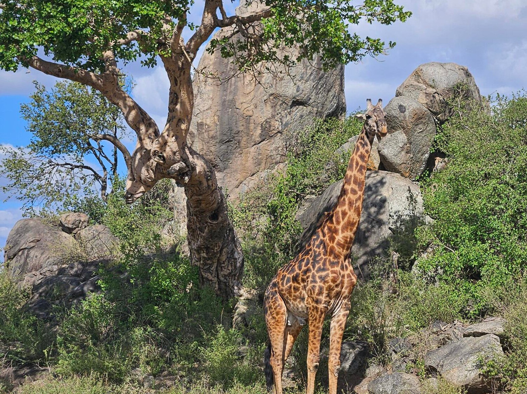 Tanzania Specialist-阿鲁沙必去景点